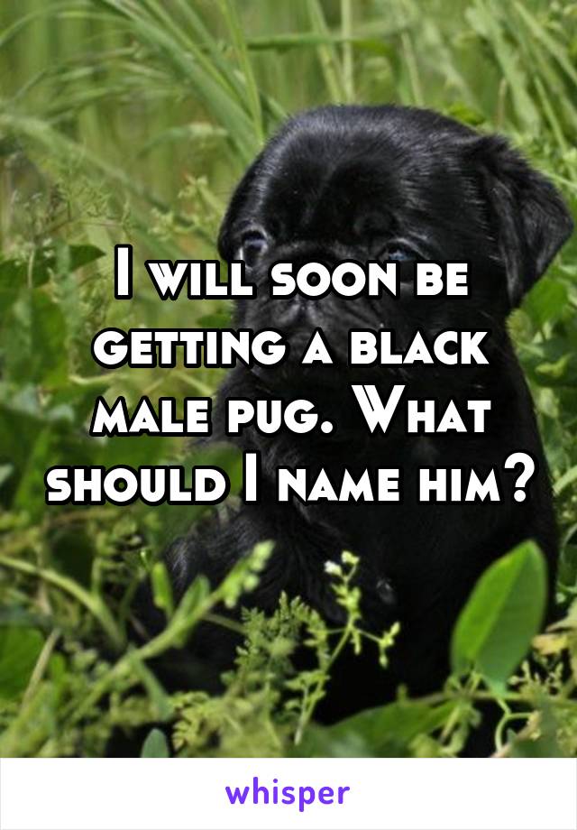 I will soon be getting a black male pug. What should I name him?
