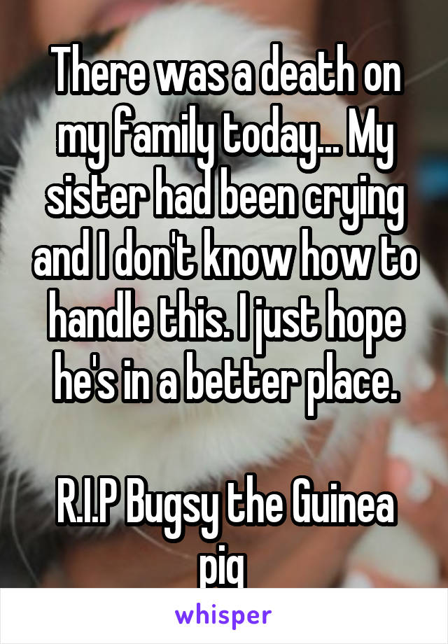 There was a death on my family today... My sister had been crying and I don't know how to handle this. I just hope he's in a better place.

R.I.P Bugsy the Guinea pig 