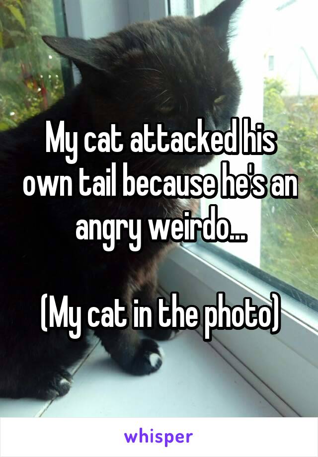 My cat attacked his own tail because he's an angry weirdo...

(My cat in the photo)