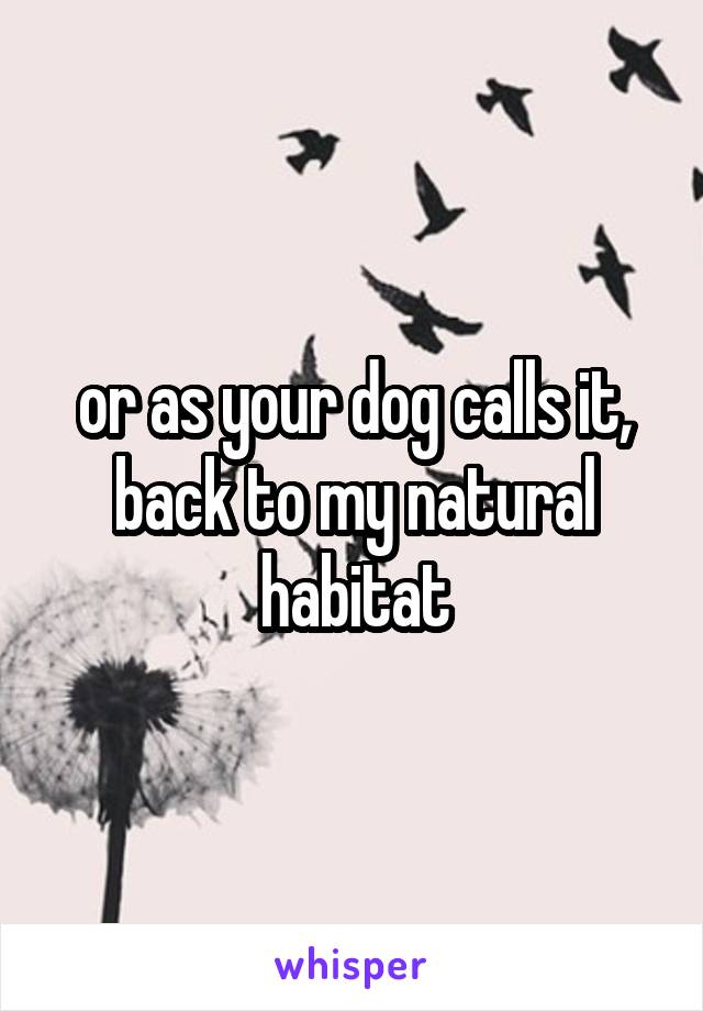 or as your dog calls it, back to my natural habitat