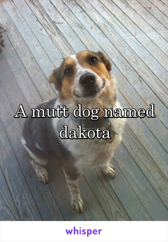 A mutt dog named dakota