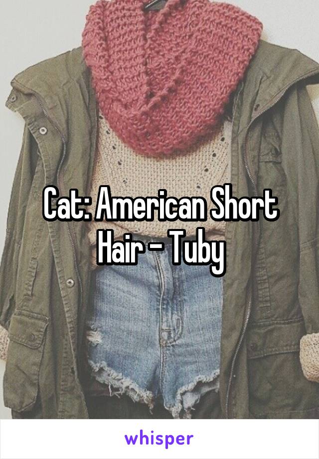 Cat: American Short Hair - Tuby