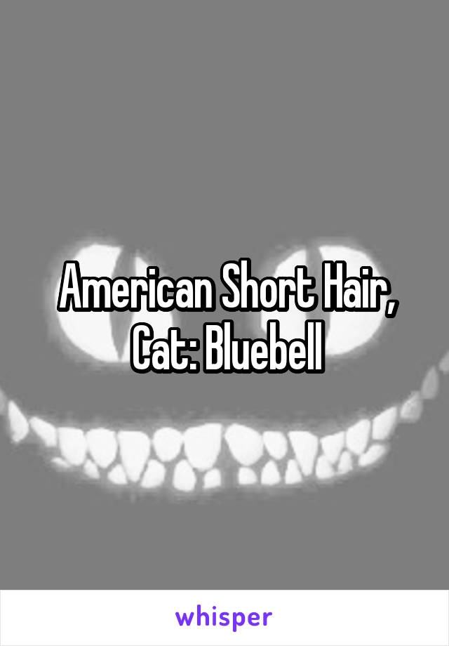 American Short Hair, Cat: Bluebell