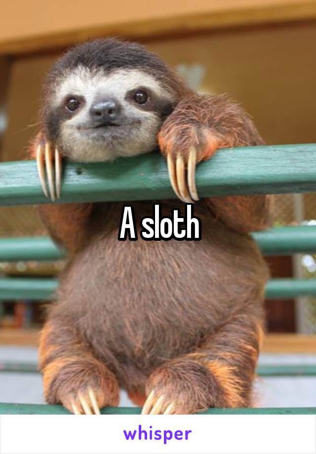 A sloth