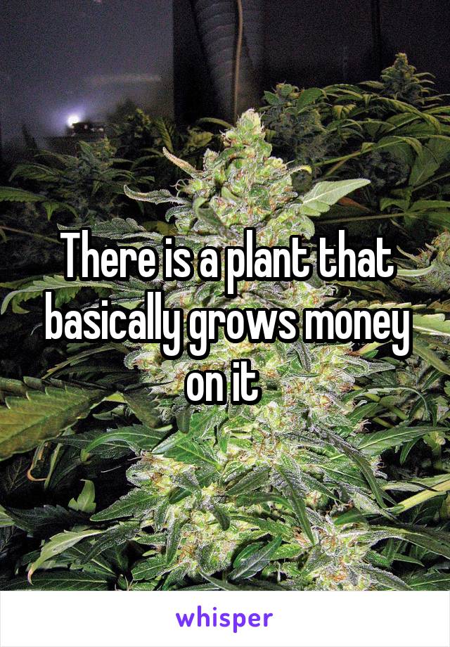 There is a plant that basically grows money on it 