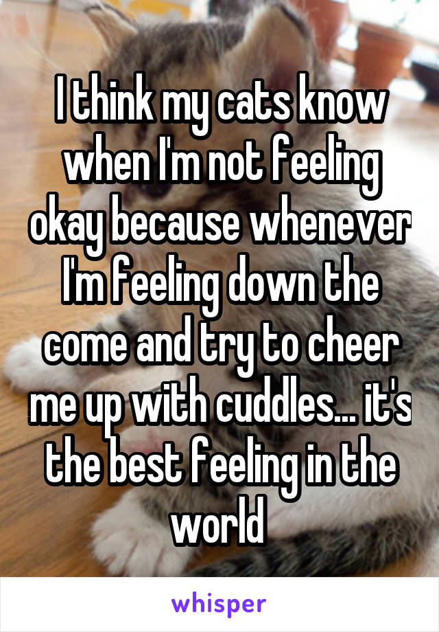 I think my cats know when I'm not feeling okay because whenever I'm feeling down the come and try to cheer me up with cuddles... it's the best feeling in the world 