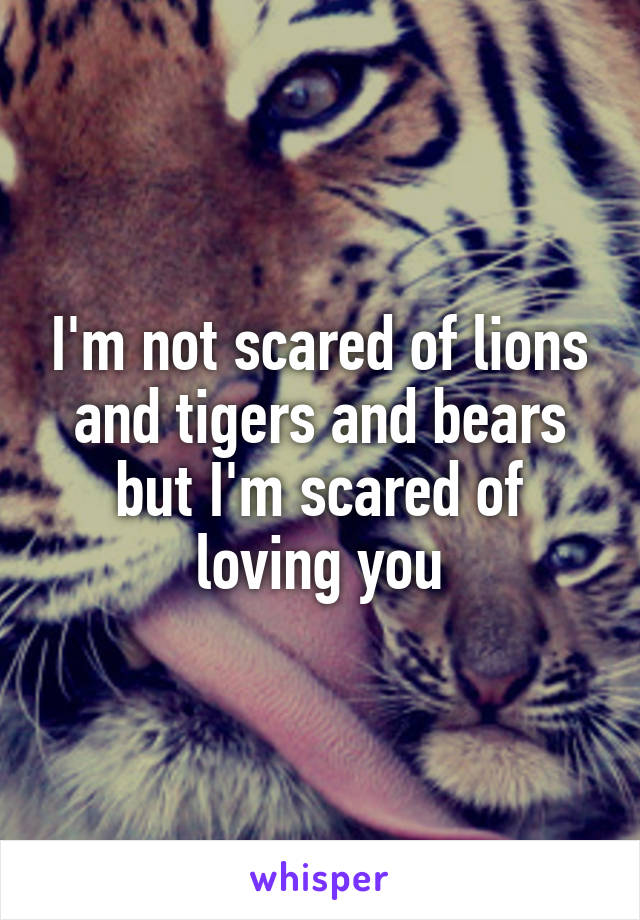 I'm not scared of lions and tigers and bears but I'm scared of loving you
