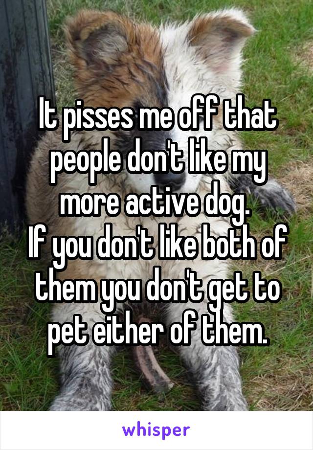 It pisses me off that people don't like my more active dog. 
If you don't like both of them you don't get to pet either of them.