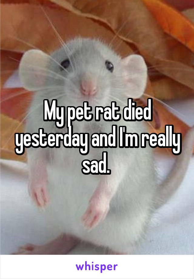 My pet rat died yesterday and I'm really sad. 