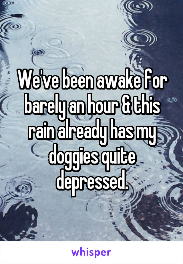 We've been awake for barely an hour & this rain already has my doggies quite depressed.