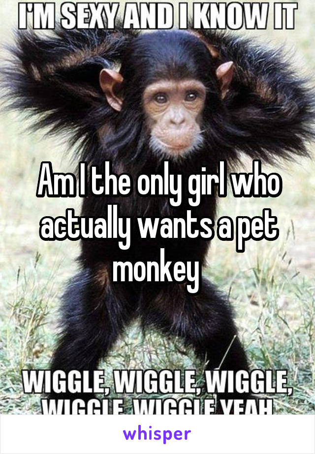 Am I the only girl who actually wants a pet monkey 