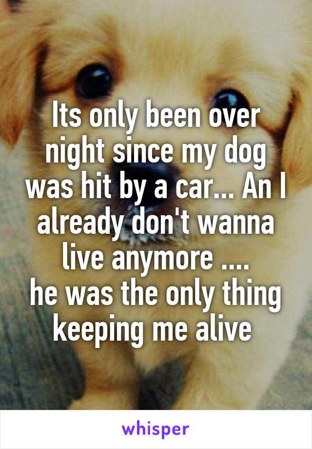 Its only been over night since my dog was hit by a car... An I already don't wanna live anymore ....
he was the only thing keeping me alive 