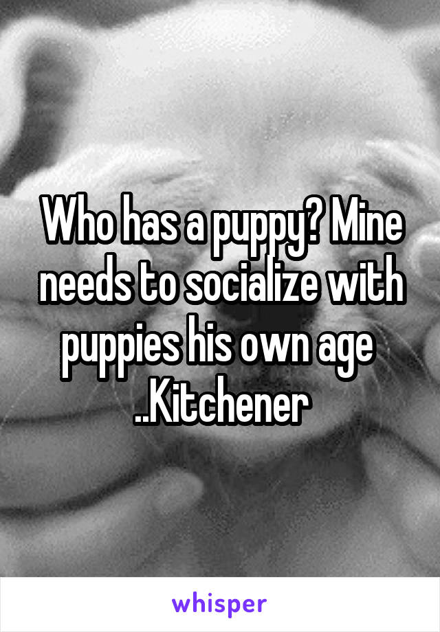 Who has a puppy? Mine needs to socialize with puppies his own age 
..Kitchener