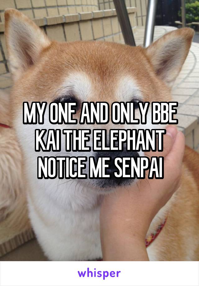 MY ONE AND ONLY BBE KAI THE ELEPHANT NOTICE ME SENPAI