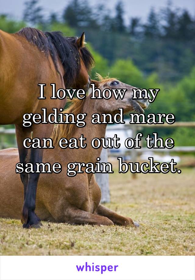 I love how my gelding and mare can eat out of the same grain bucket. 