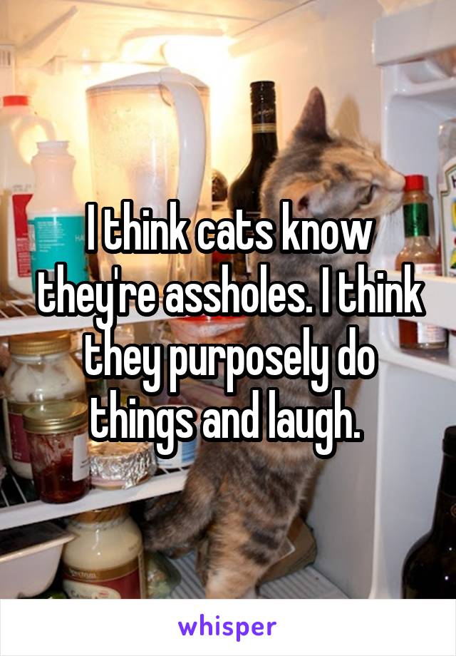 I think cats know they're assholes. I think they purposely do things and laugh. 