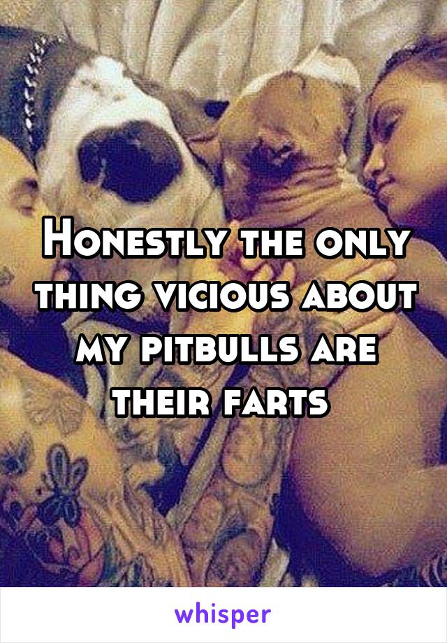 Honestly the only thing vicious about my pitbulls are their farts 