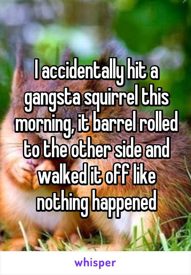 I accidentally hit a gangsta squirrel this morning, it barrel rolled to the other side and walked it off like nothing happened