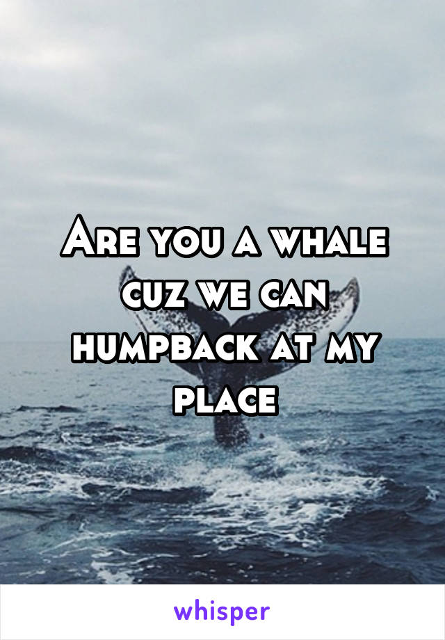 Are you a whale cuz we can humpback at my place