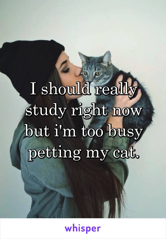 I should really study right now but i'm too busy petting my cat.