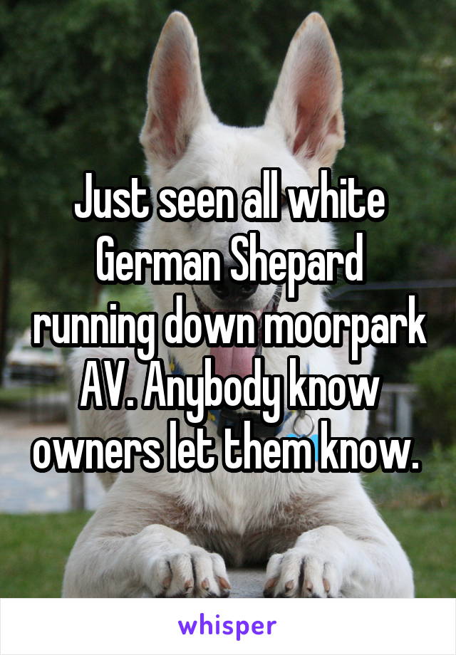 Just seen all white German Shepard running down moorpark AV. Anybody know owners let them know. 