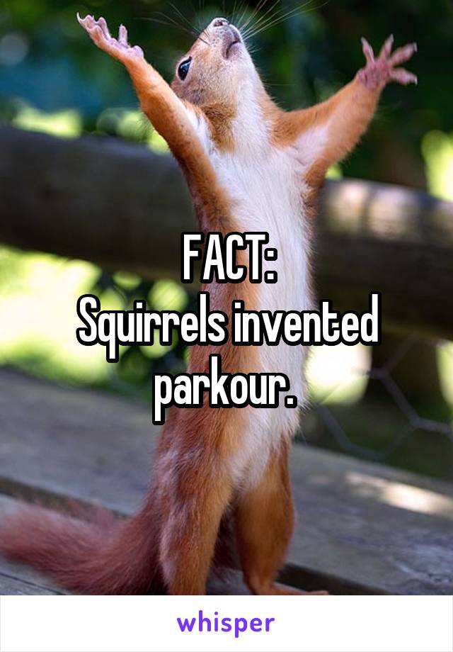 FACT:
Squirrels invented parkour. 