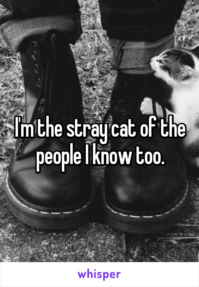 I'm the stray cat of the people I know too.