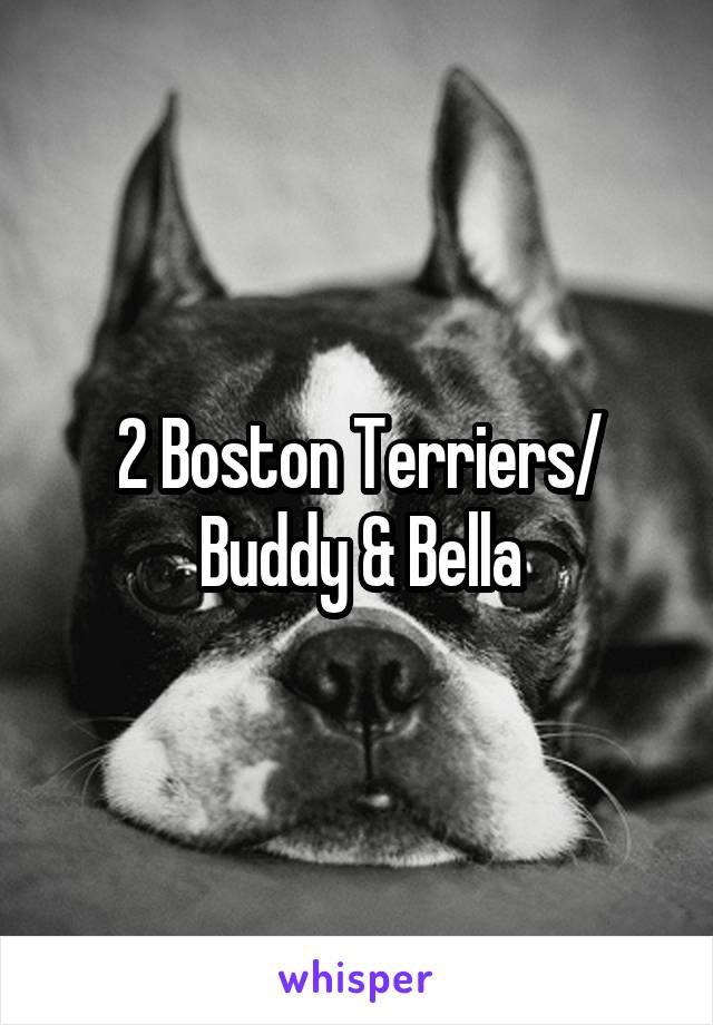 2 Boston Terriers/ Buddy & Bella