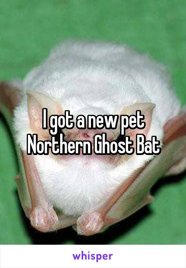 I got a new pet
Northern Ghost Bat