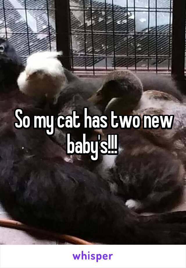 So my cat has two new baby's!!! 