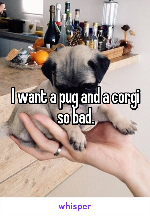 I want a pug and a corgi so bad.