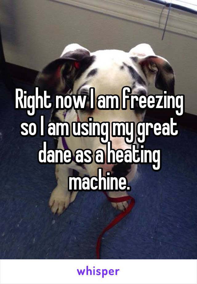 Right now I am freezing so I am using my great dane as a heating machine.