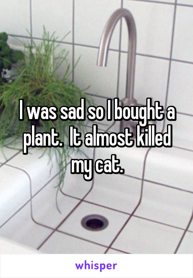 I was sad so I bought a plant.  It almost killed my cat.