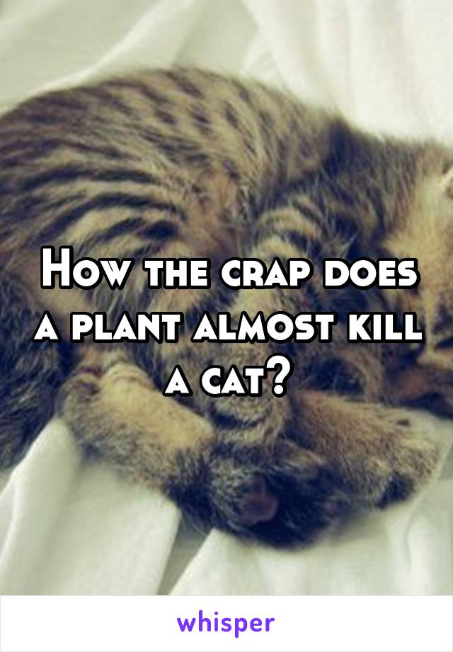 How the crap does a plant almost kill a cat?