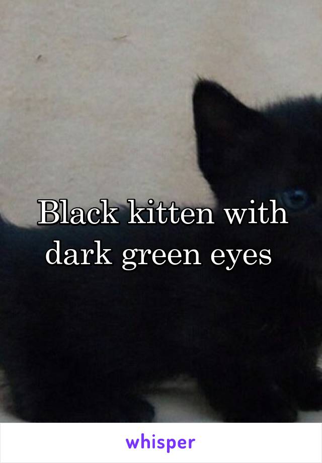 Black kitten with dark green eyes 