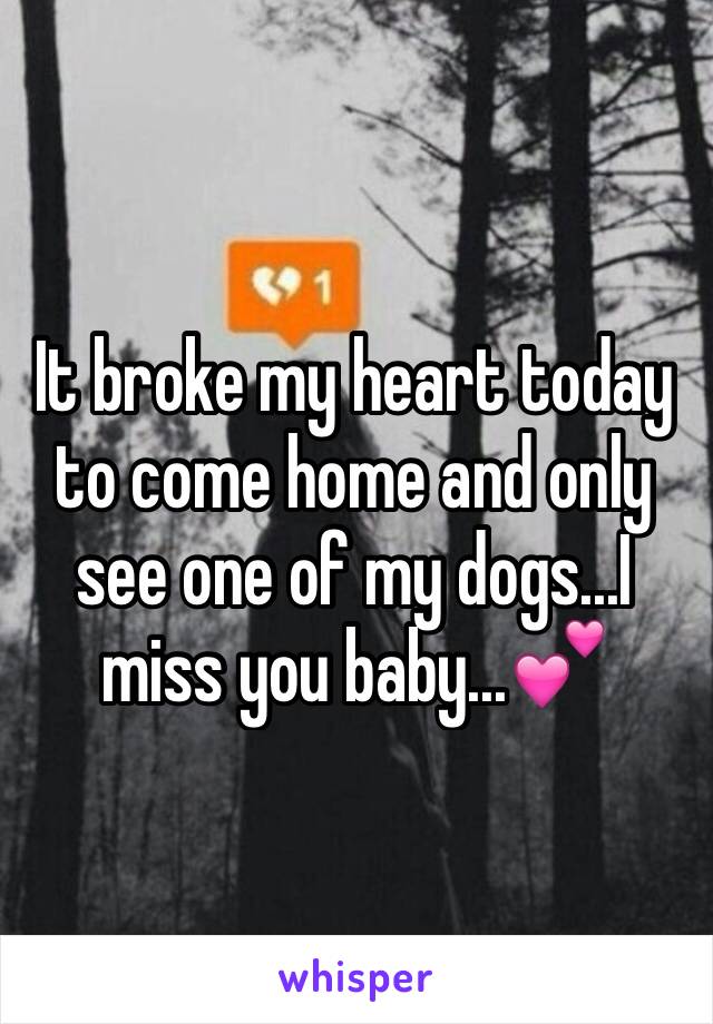 It broke my heart today to come home and only see one of my dogs...I miss you baby...💕