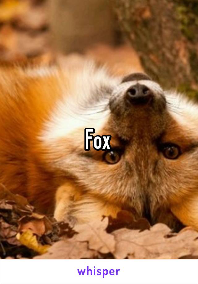 Fox 