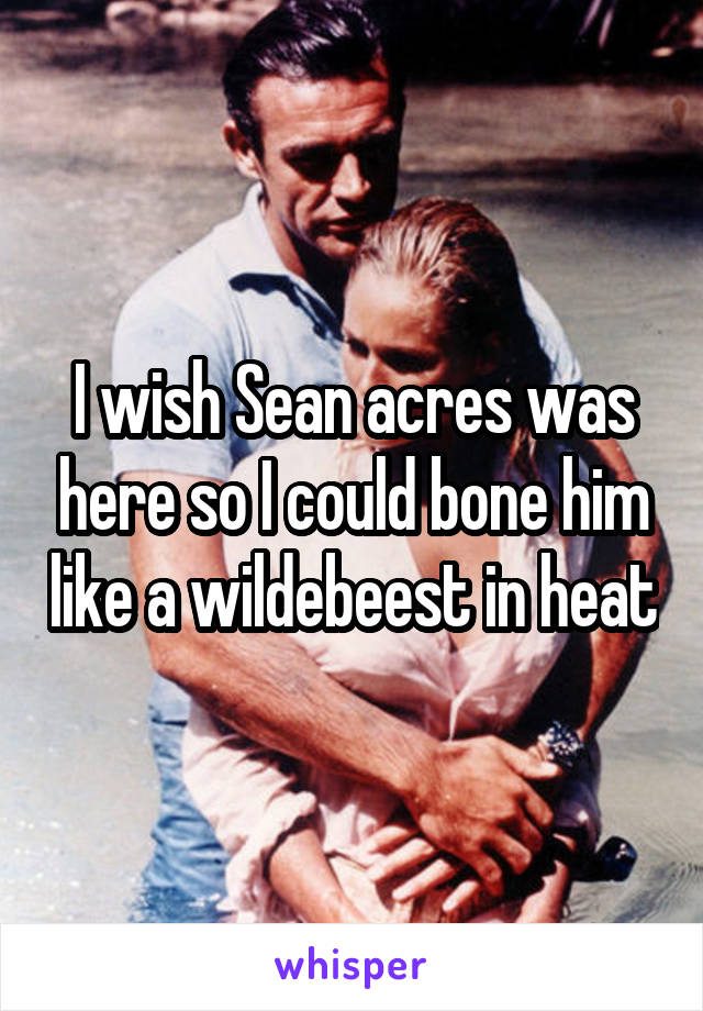 I wish Sean acres was here so I could bone him like a wildebeest in heat