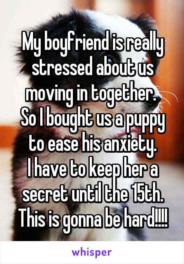 My boyfriend is really stressed about us moving in together. 
So I bought us a puppy to ease his anxiety.
I have to keep her a secret until the 15th.
This is gonna be hard!!!!