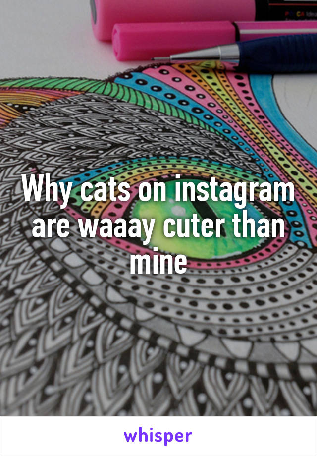 Why cats on instagram are waaay cuter than mine