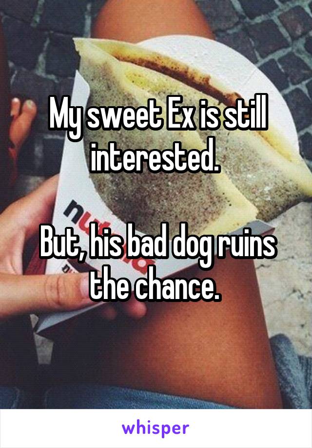 My sweet Ex is still interested. 

But, his bad dog ruins the chance. 
