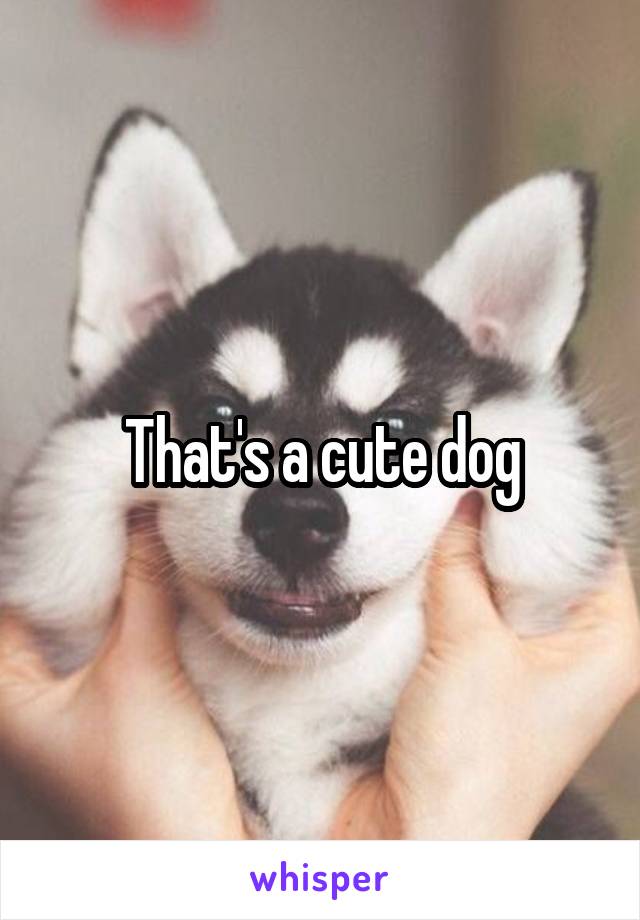 That's a cute dog