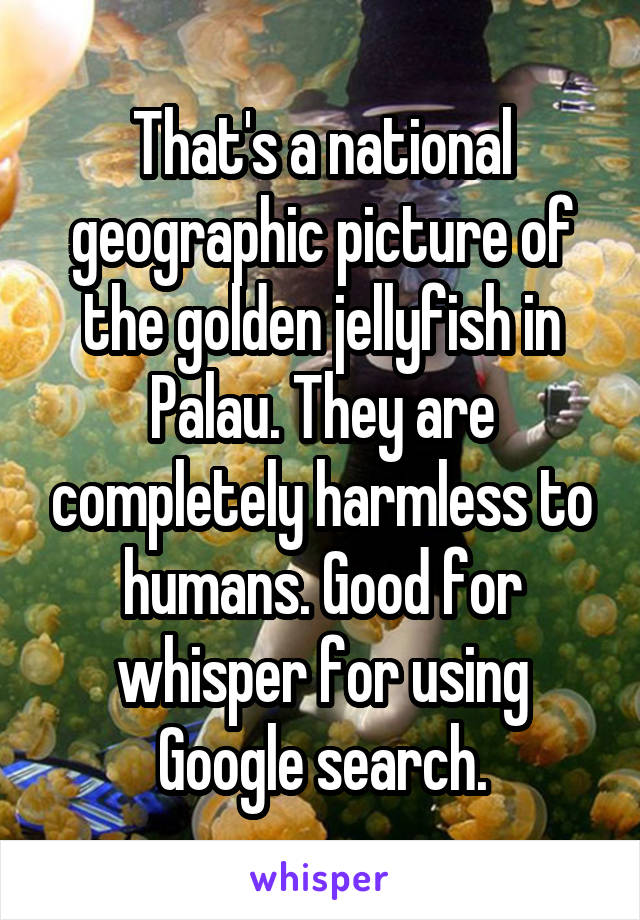 That's a national geographic picture of the golden jellyfish in Palau. They are completely harmless to humans. Good for whisper for using Google search.