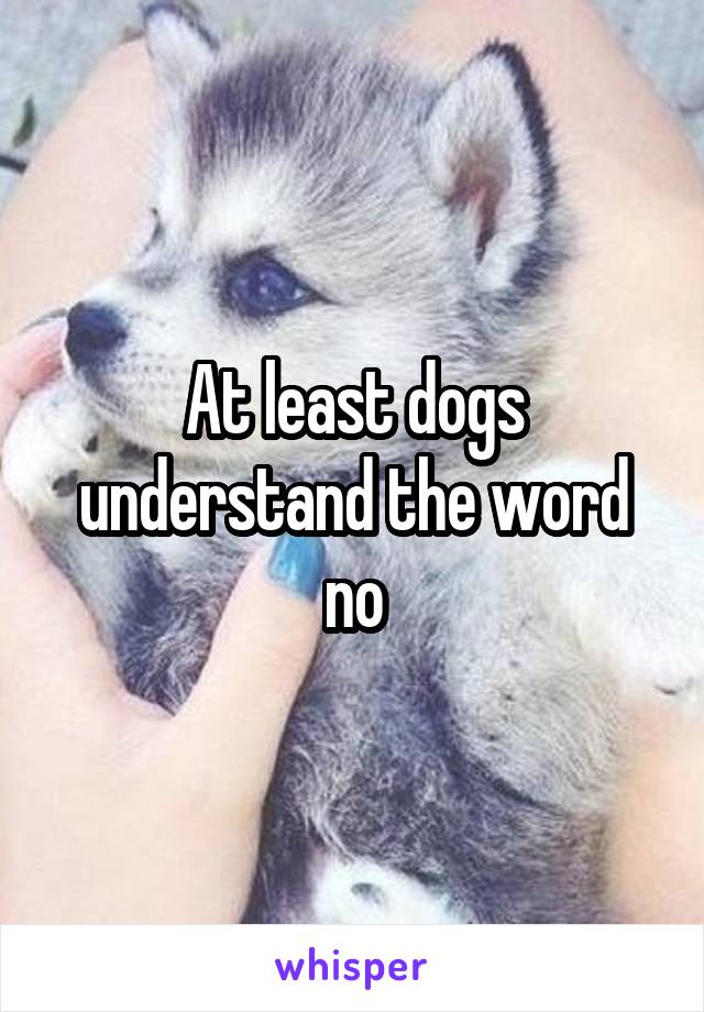 At least dogs understand the word no