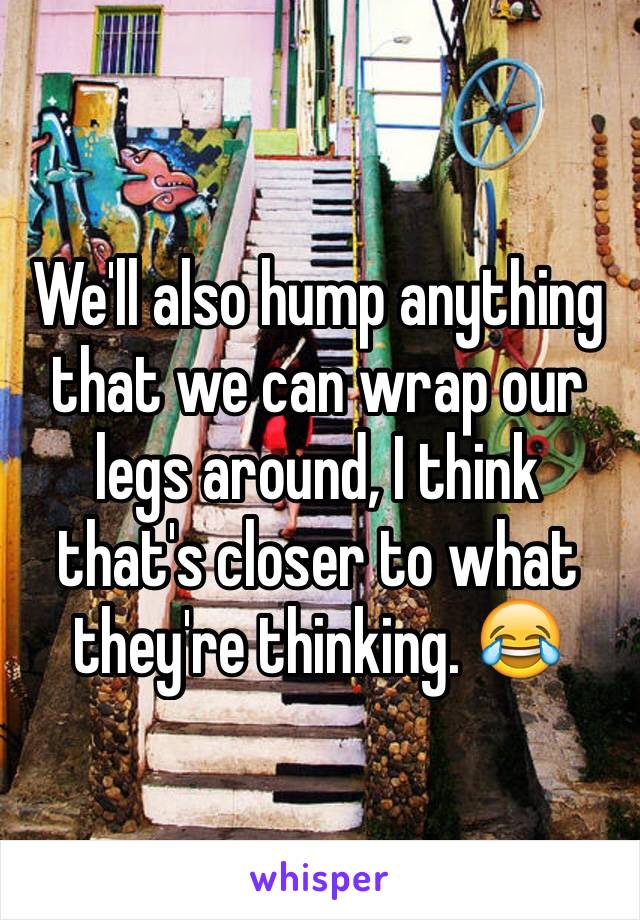 We'll also hump anything that we can wrap our legs around, I think that's closer to what they're thinking. 😂