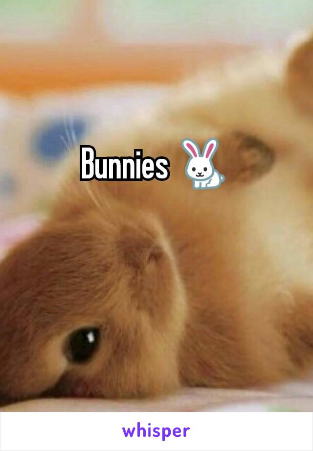 Bunnies 🐇