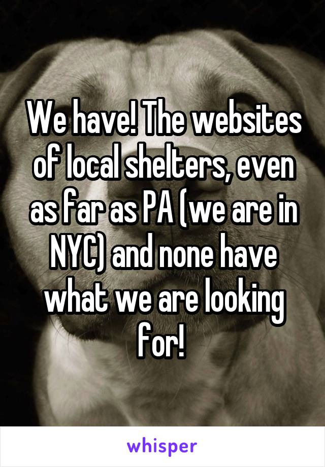 We have! The websites of local shelters, even as far as PA (we are in NYC) and none have what we are looking for! 