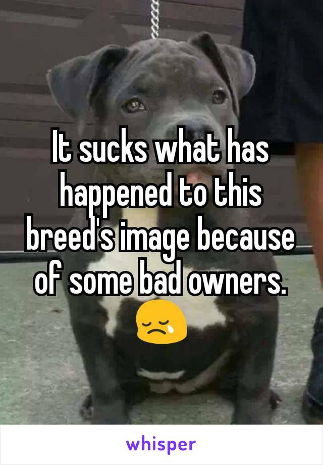 It sucks what has happened to this breed's image because of some bad owners. 😢