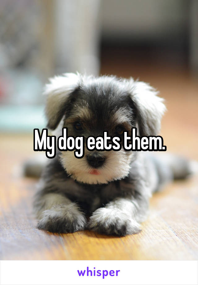 My dog eats them.