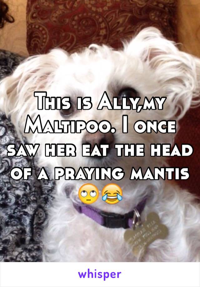 This is Ally,my Maltipoo. I once saw her eat the head of a praying mantis 🙄😂